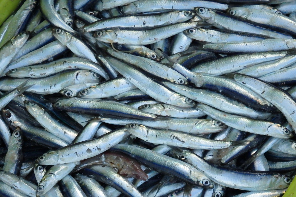 Anchois