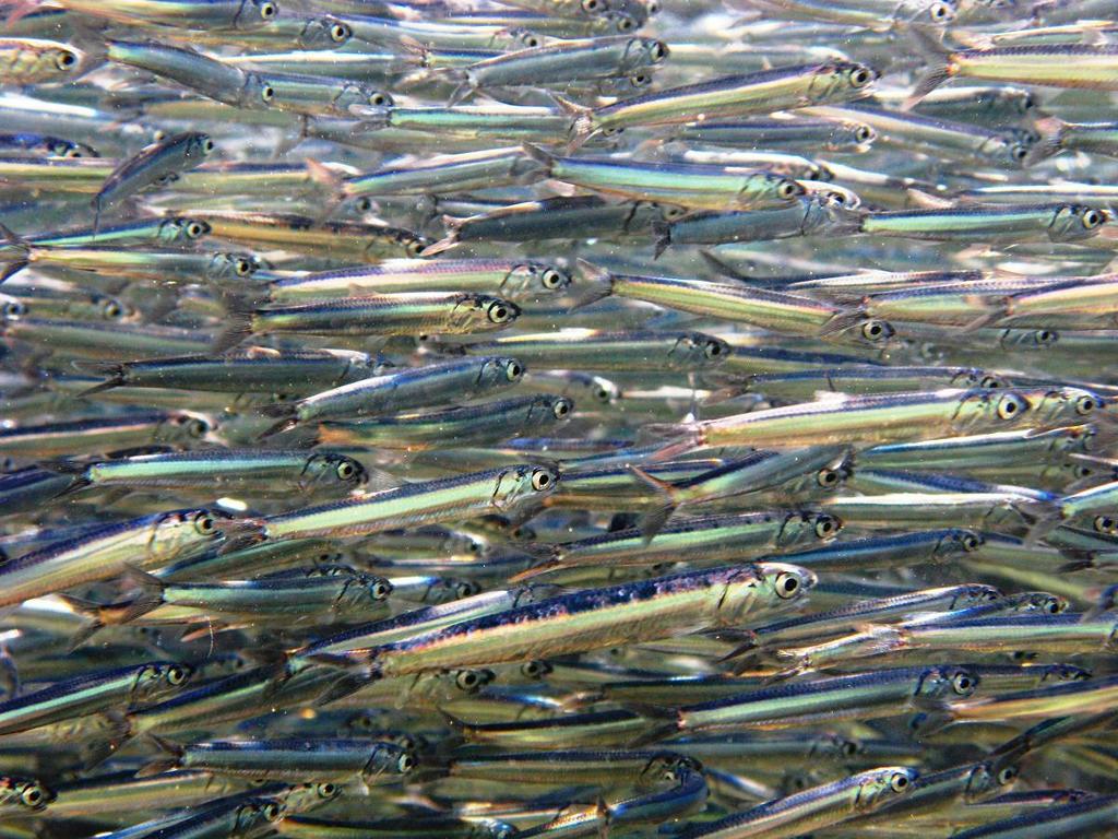 European Anchovy
