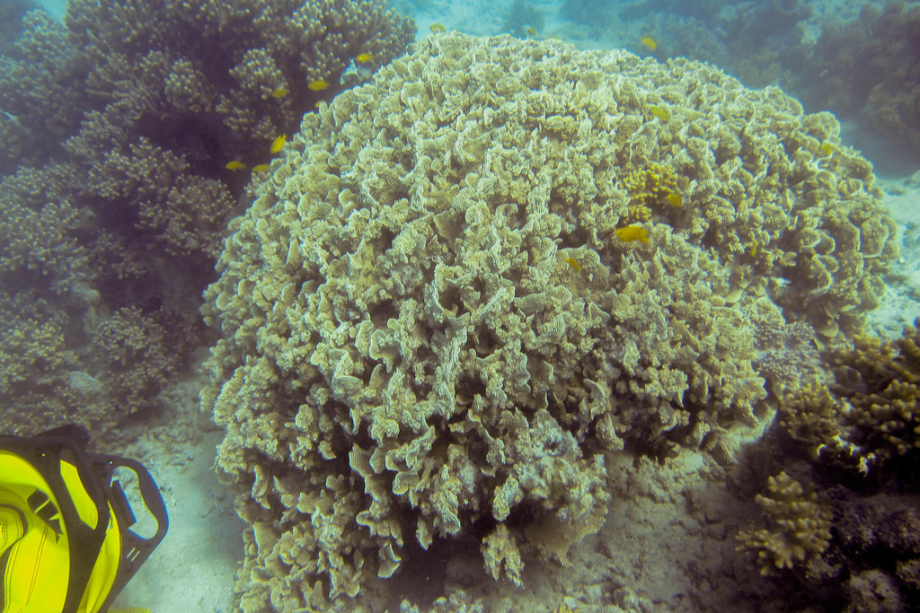 Serpent Coral