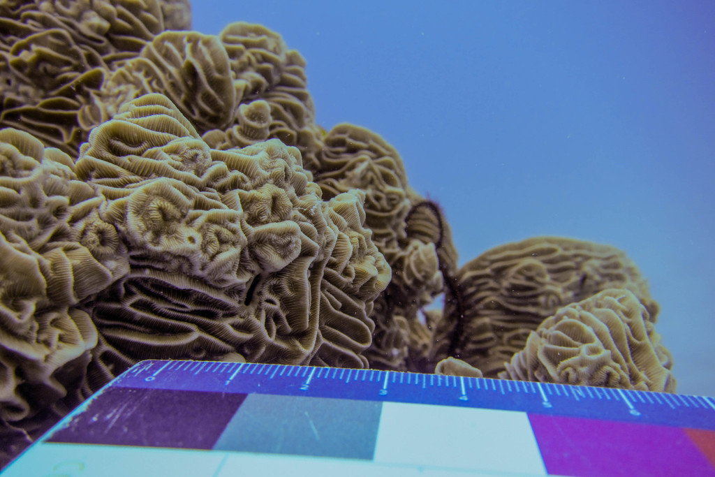 Serpent Coral