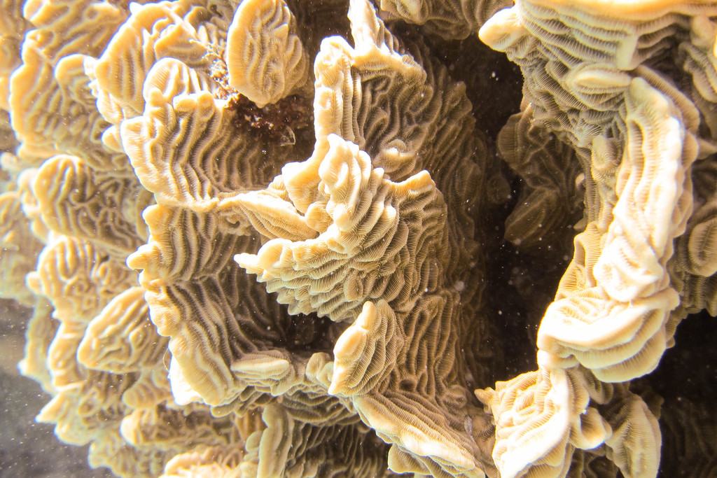 Serpent Coral