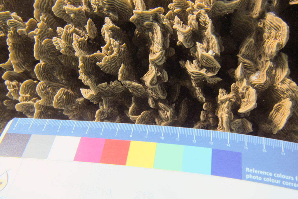 Serpent Coral