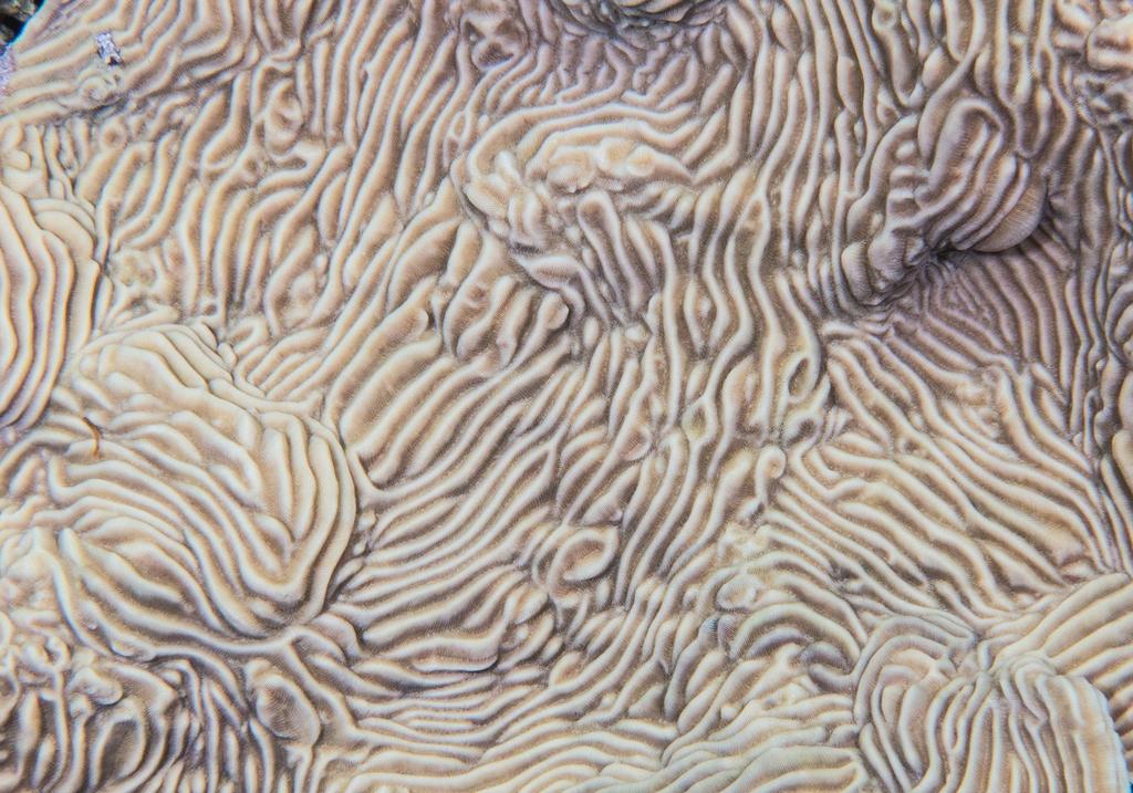 Pachyséris lamellaire