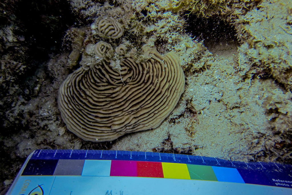 Pachyséris lamellaire