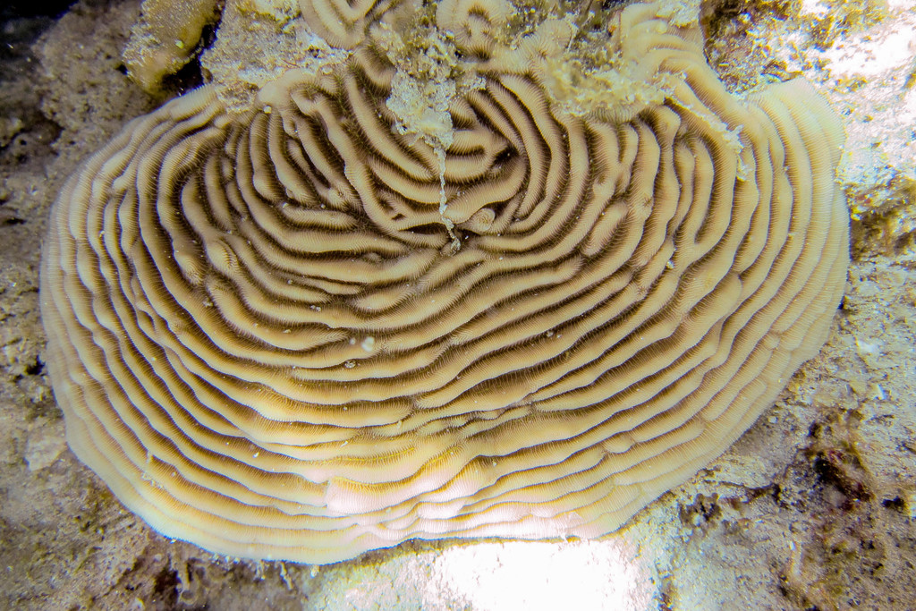Pachyséris lamellaire