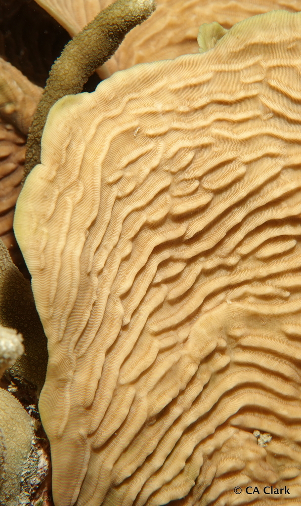 Pachyséris lamellaire