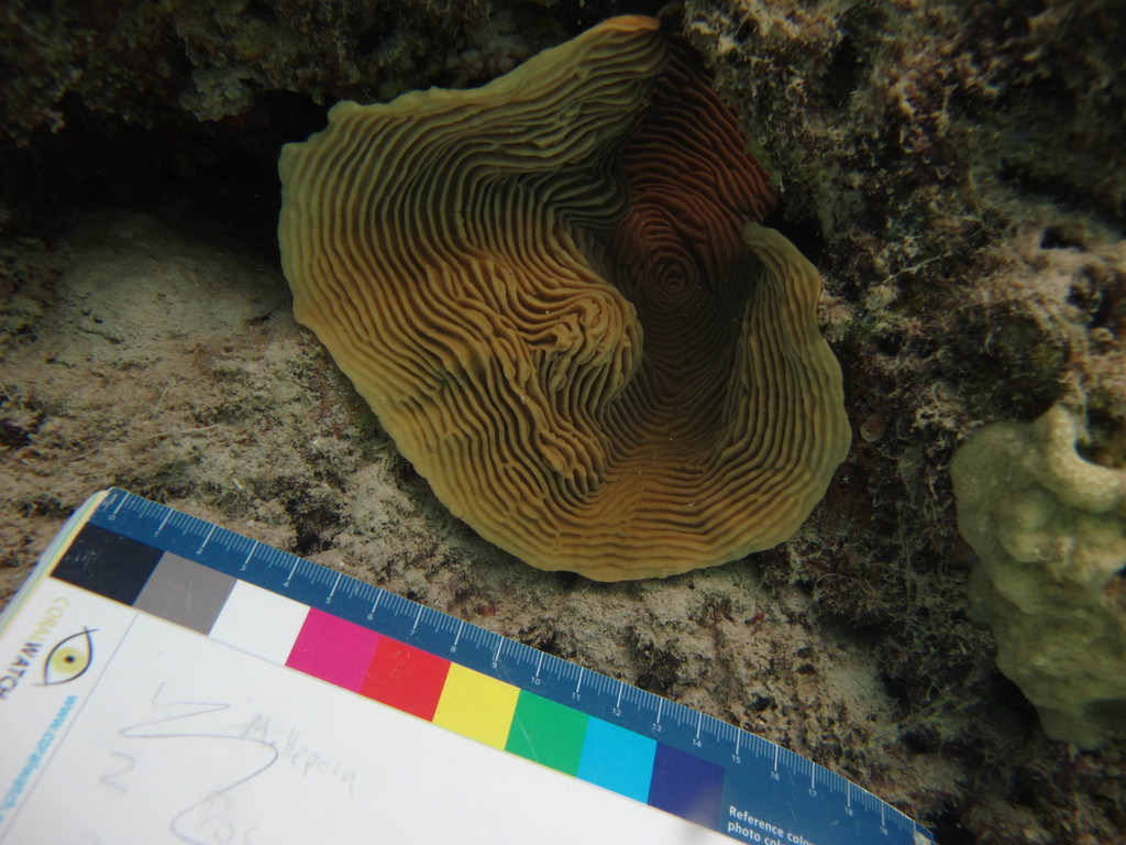 Pachyséris lamellaire