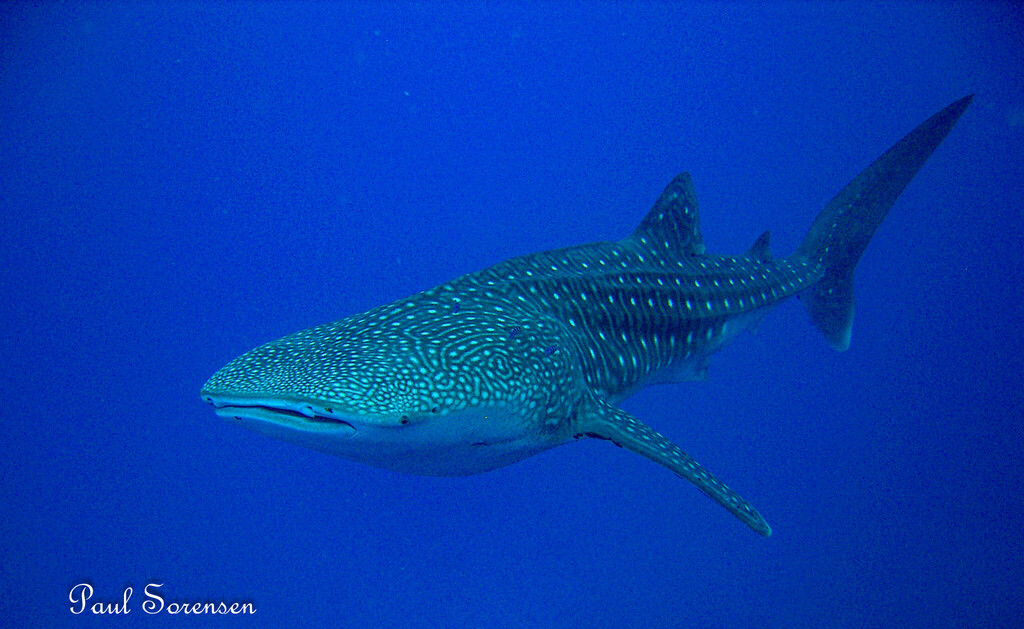 Requin-baleine