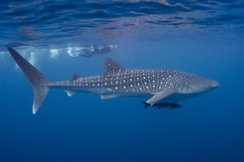 Requin-baleine