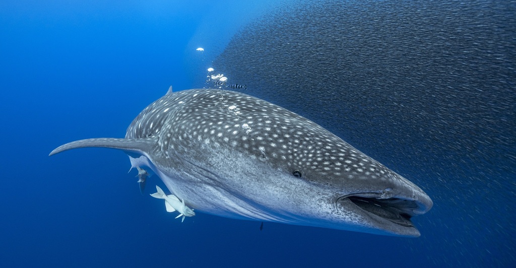Requin-baleine