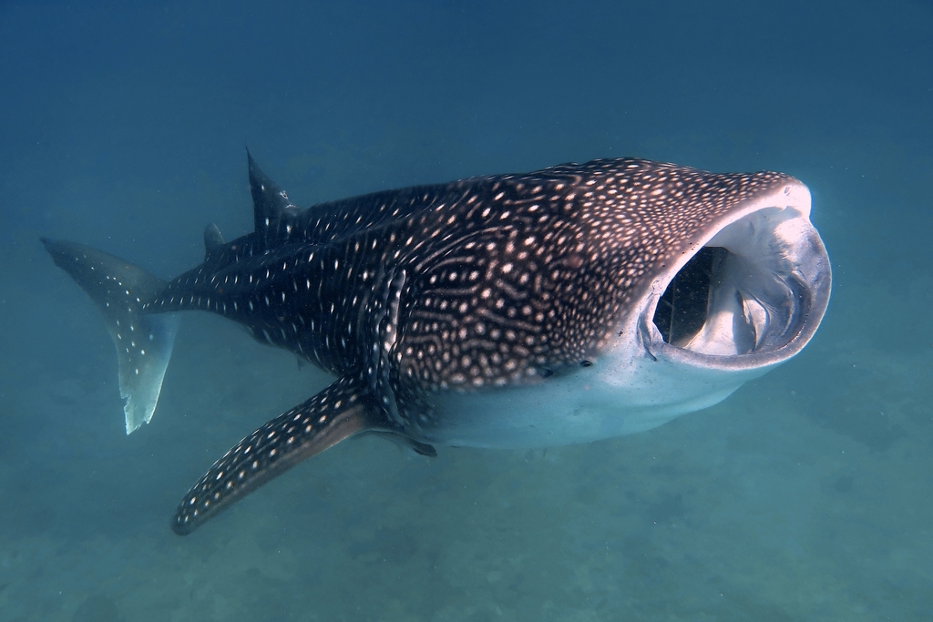 Whale Shark