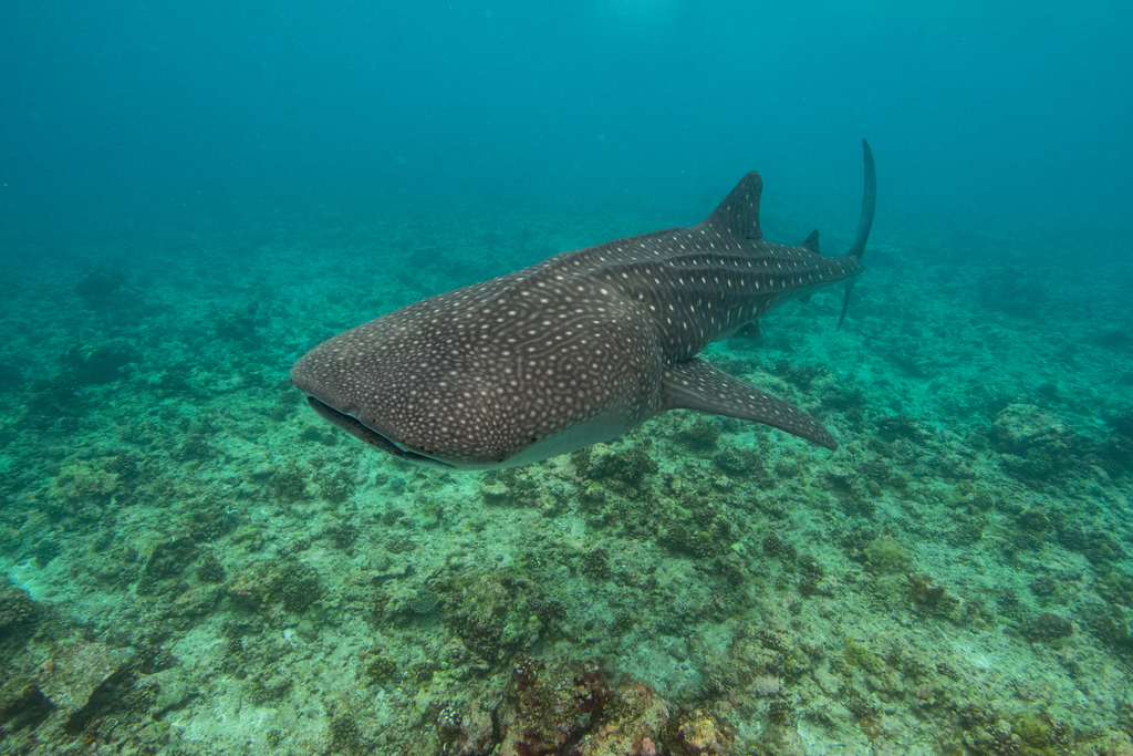Requin-baleine