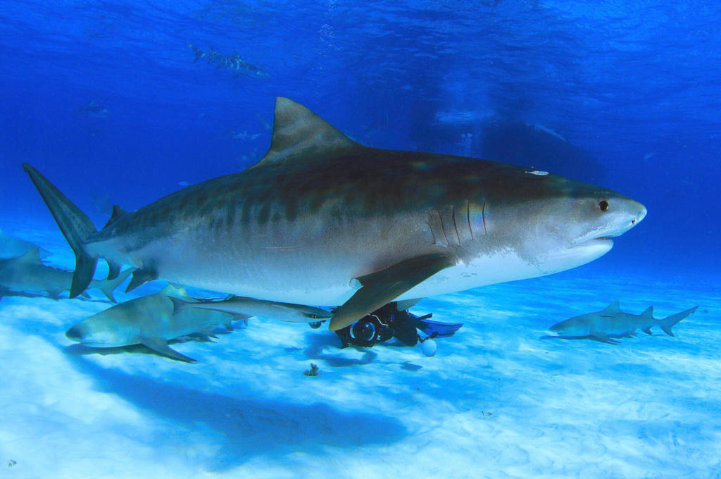 Requin-tigre