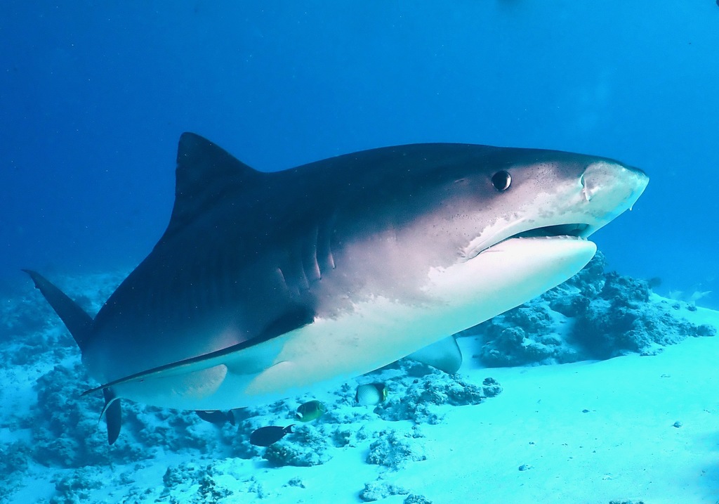 Requin-tigre