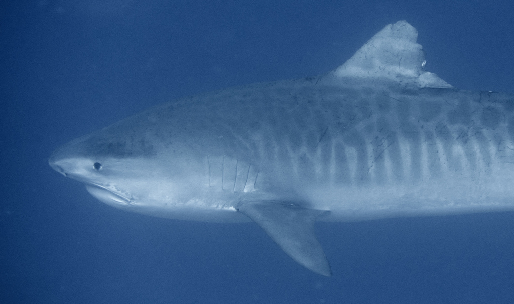Requin-tigre