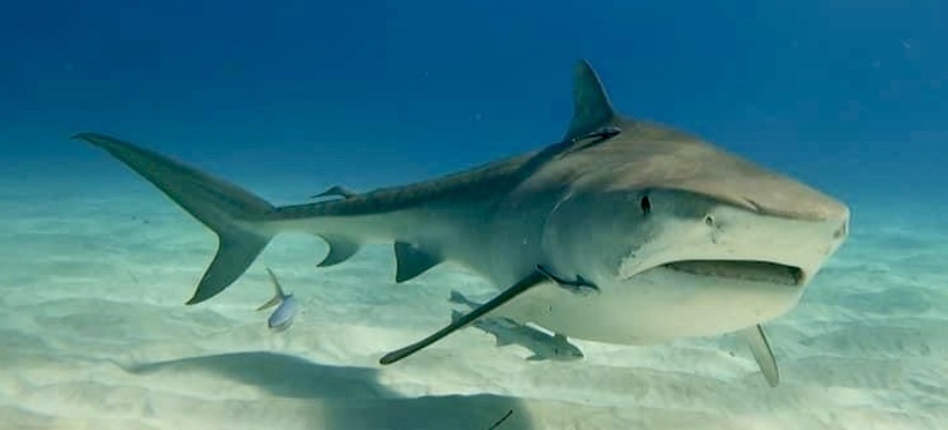 Requin-tigre