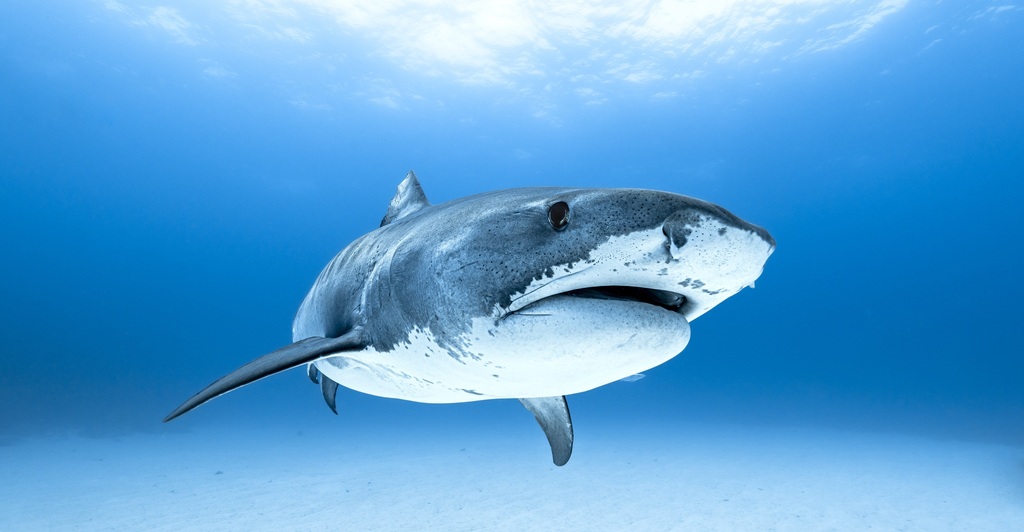 Requin-tigre