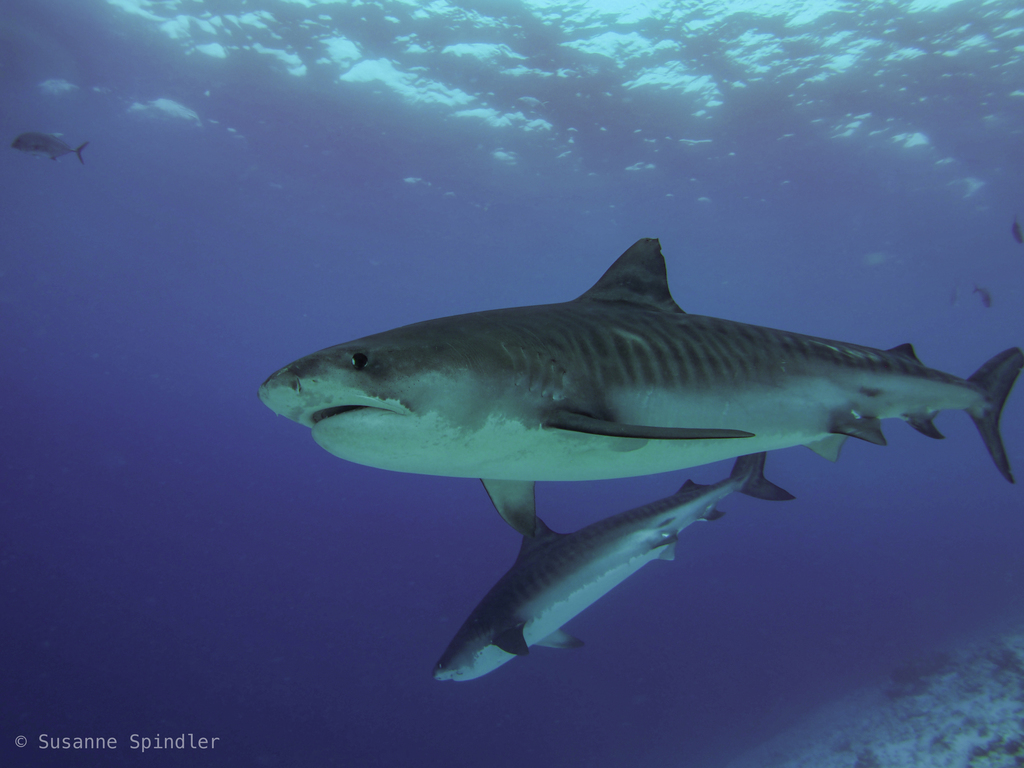 Requin-tigre