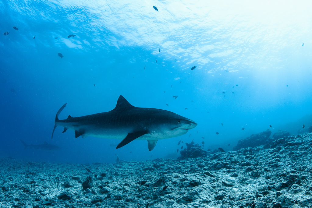 Requin-tigre