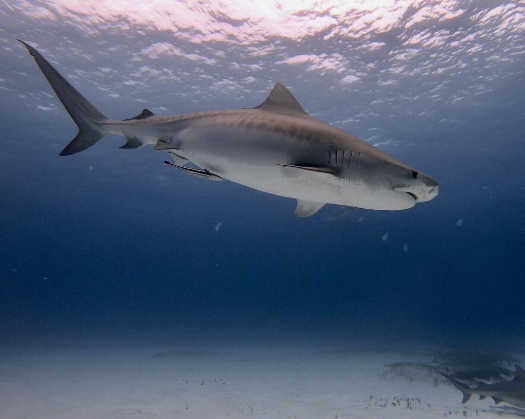 Requin-tigre