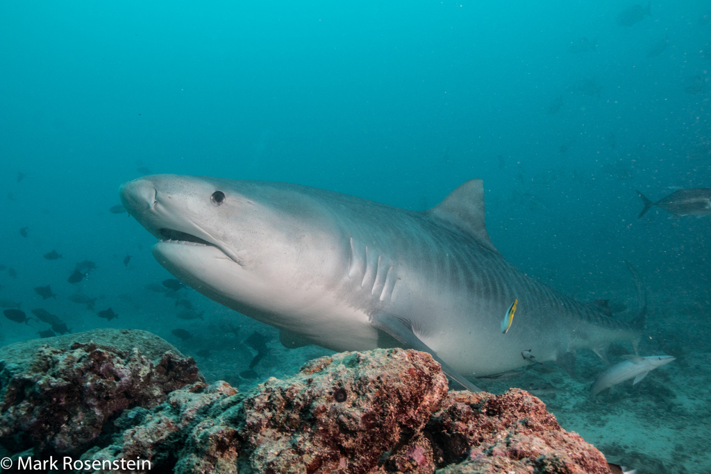 Requin-tigre
