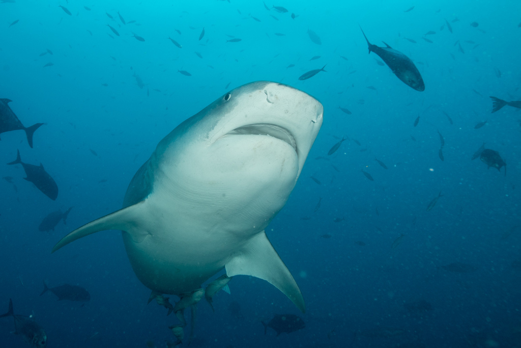 Requin-tigre