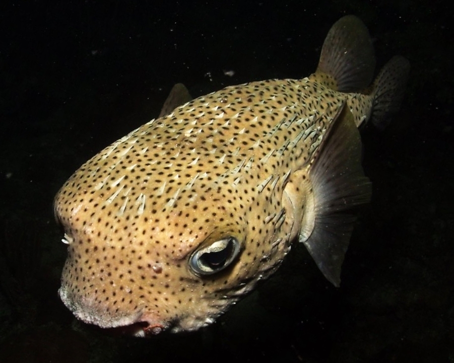 Poisson porc-épic boubou