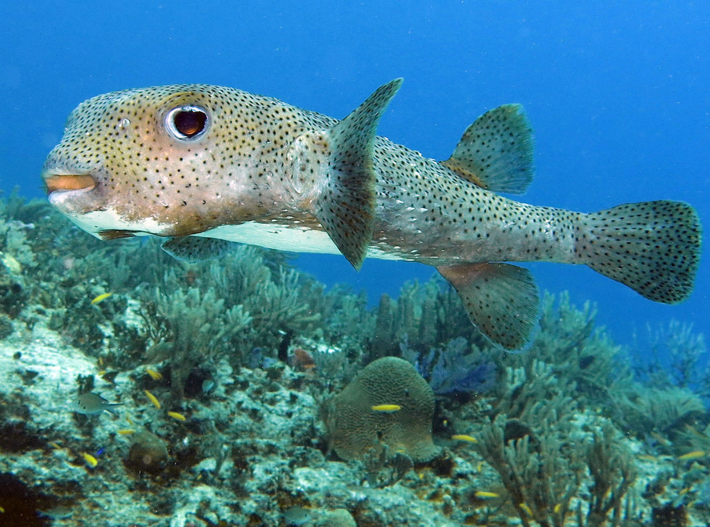 Poisson porc-épic boubou