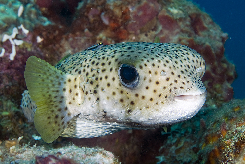 Poisson porc-épic boubou