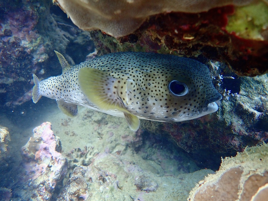 Poisson porc-épic boubou