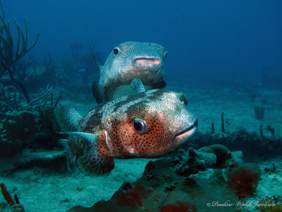 Poisson porc-épic boubou