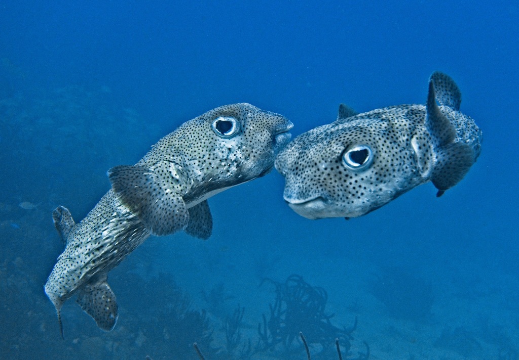 Poisson porc-épic boubou