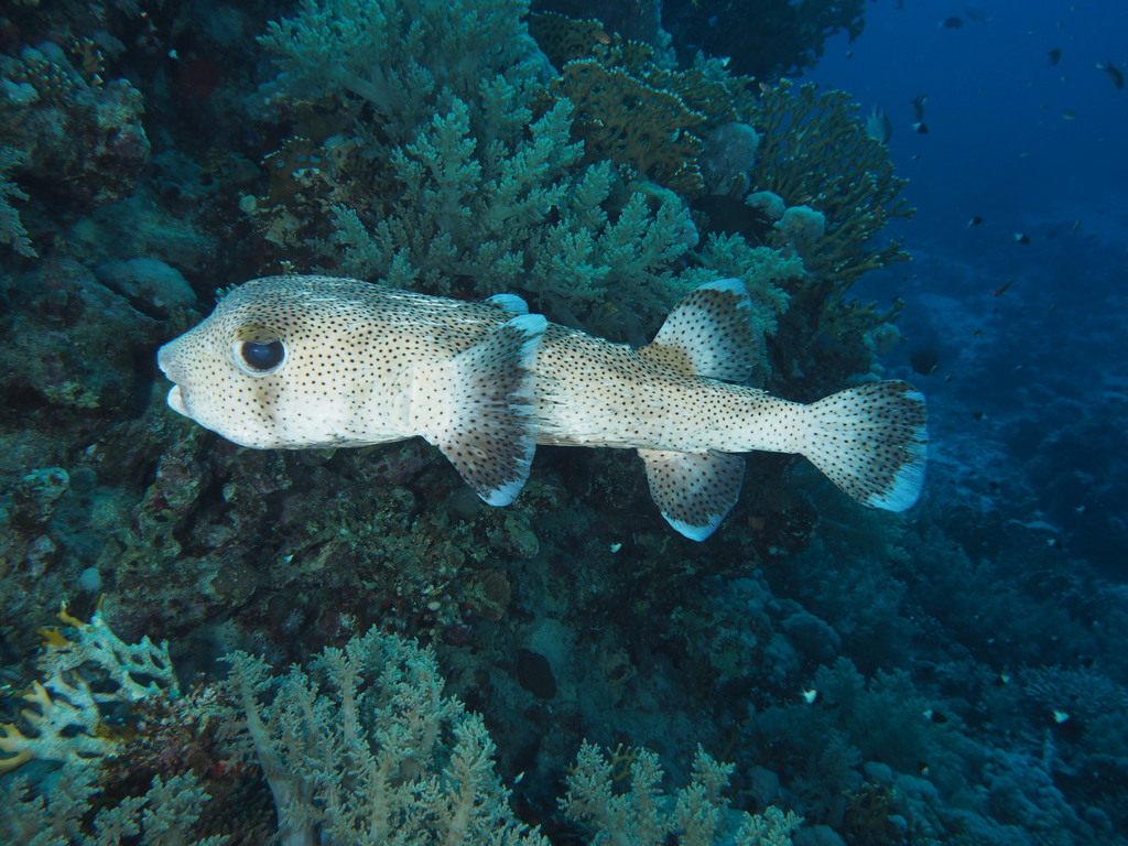 Poisson porc-épic boubou