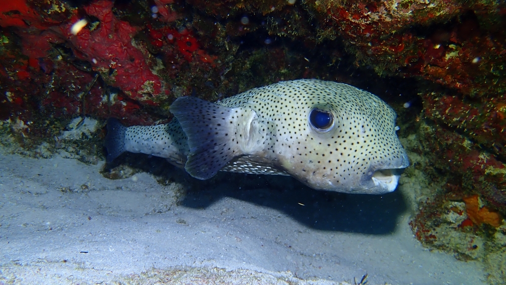Poisson porc-épic boubou