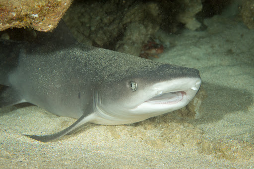 Requin-corail