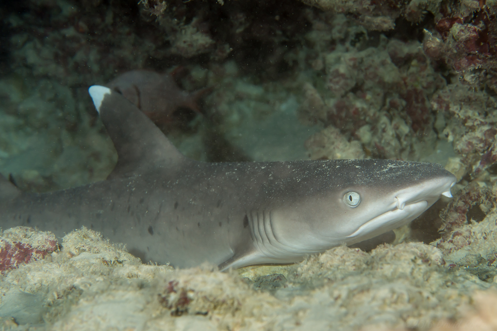 Requin-corail
