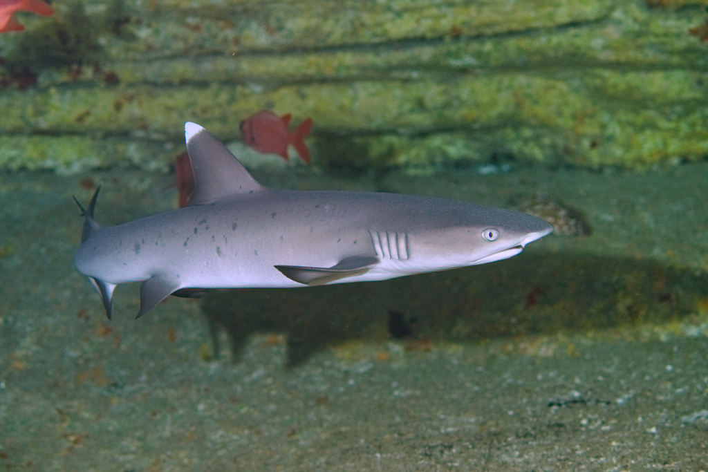Requin-corail