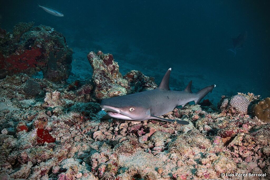 Requin-corail