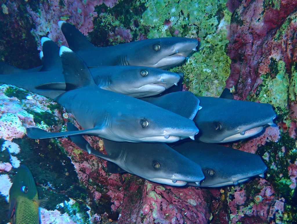 Requin-corail