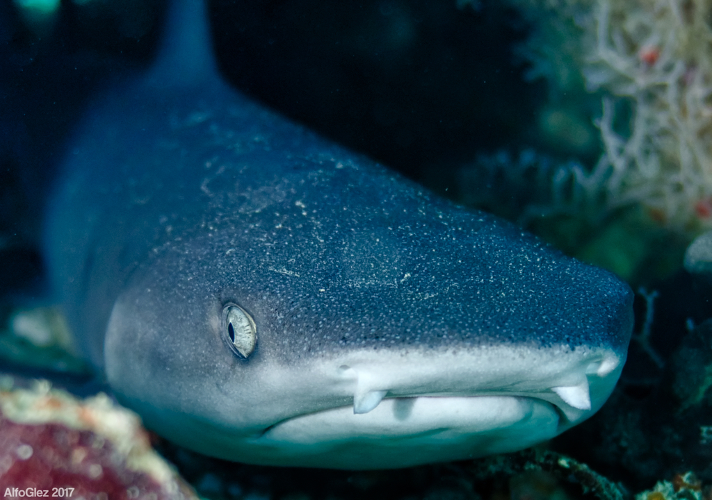 Requin-corail