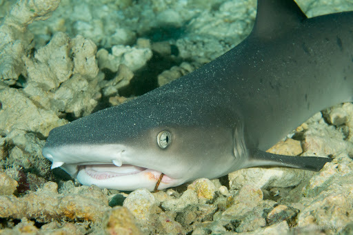 Requin-corail