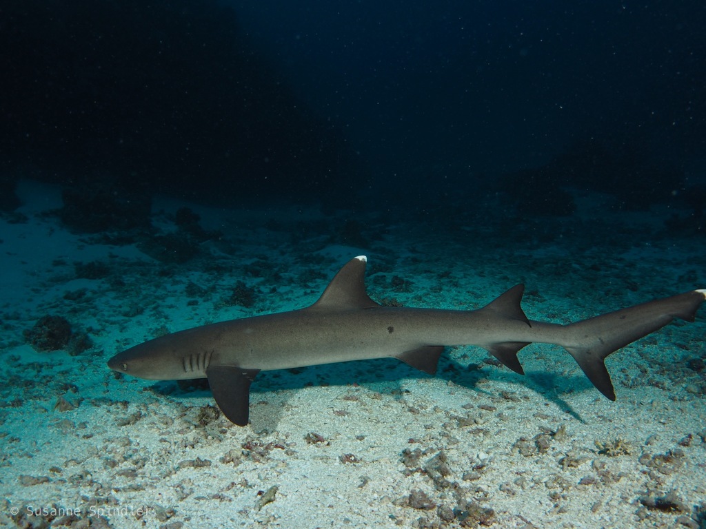 Requin-corail