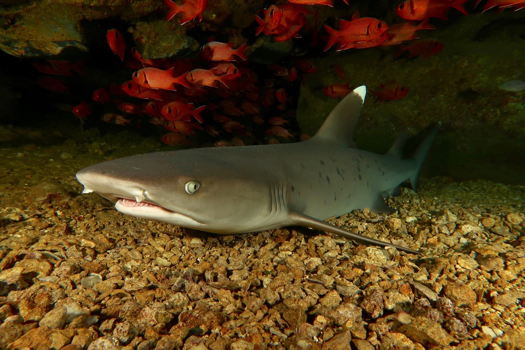 Requin-corail