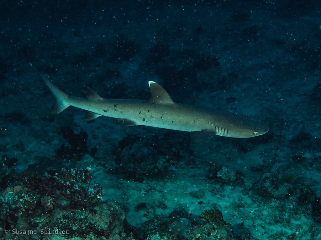 Requin-corail