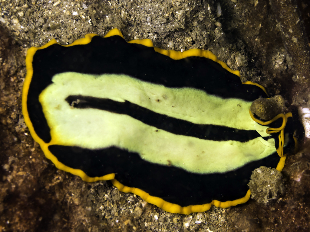 Divided Flatworm