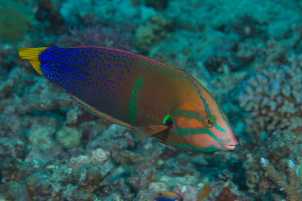 Yellowtail Coris