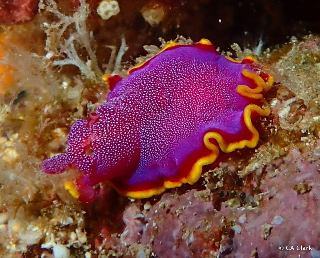 Fuchsia Flatworm