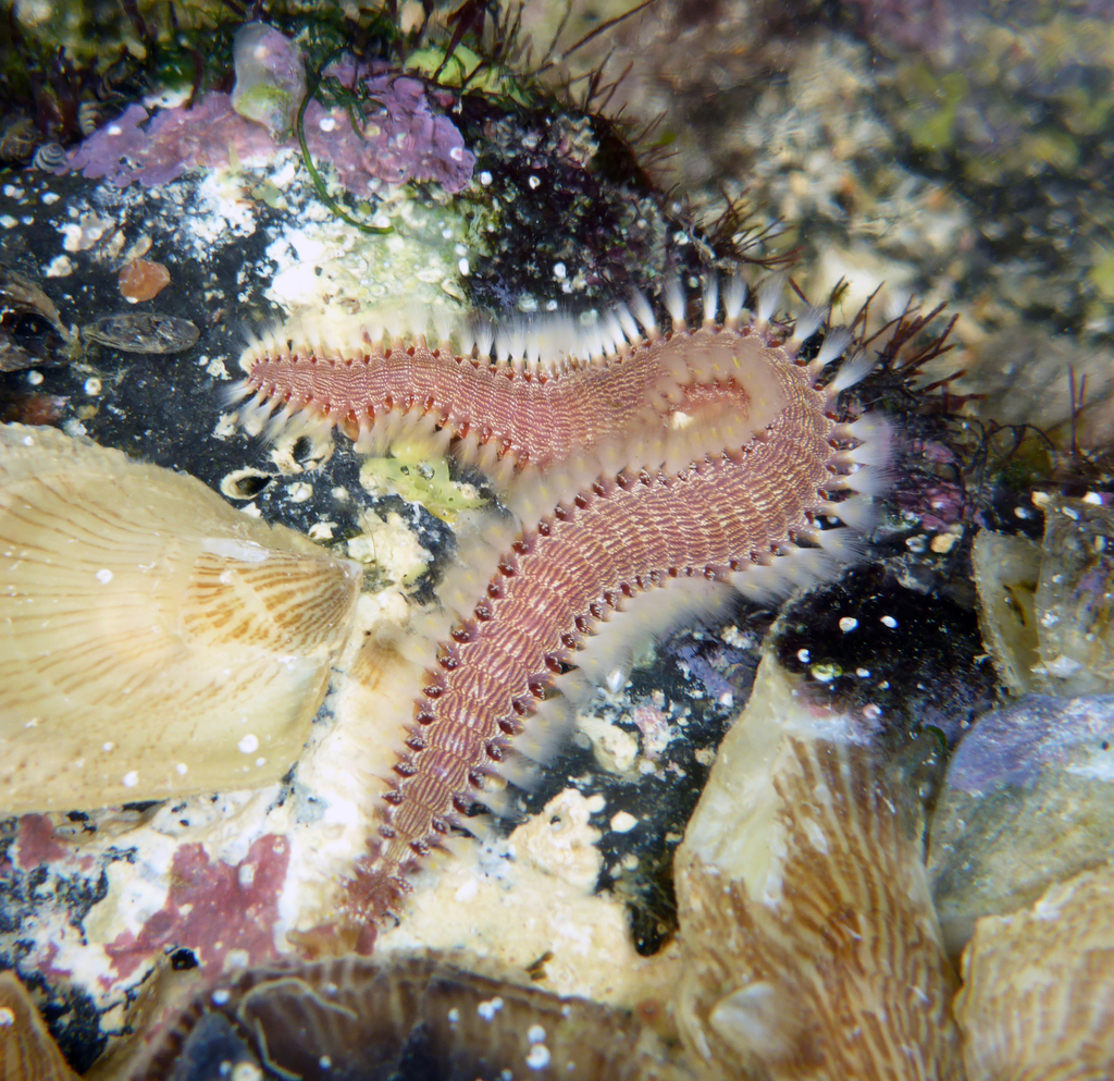 Lined Fireworm