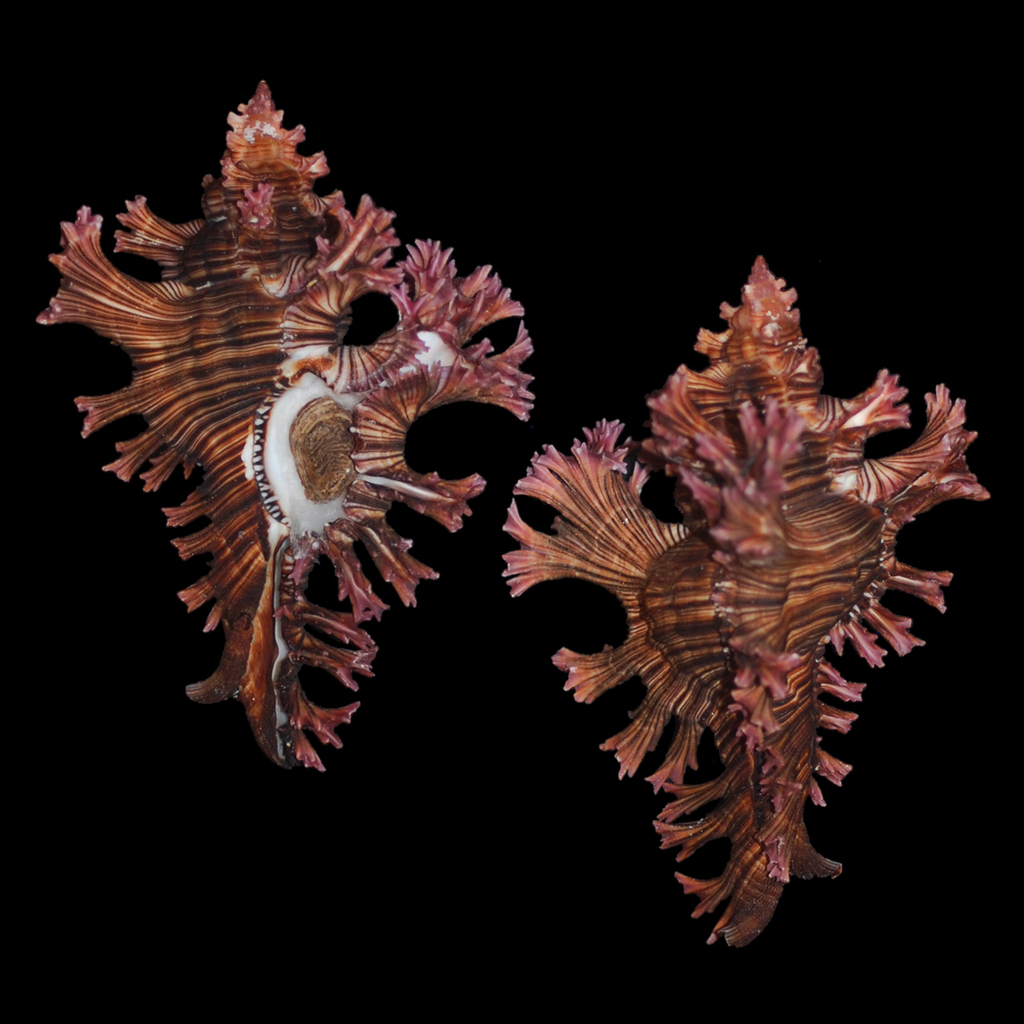 Murex pétales de rose