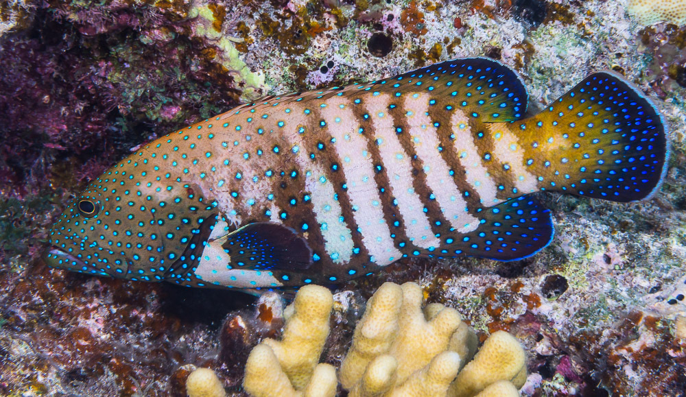 Peacock Grouper
